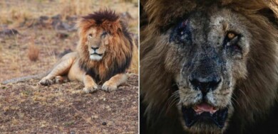 Scarface, uno de los leones más famosos del mundo, falleció a los 14 años