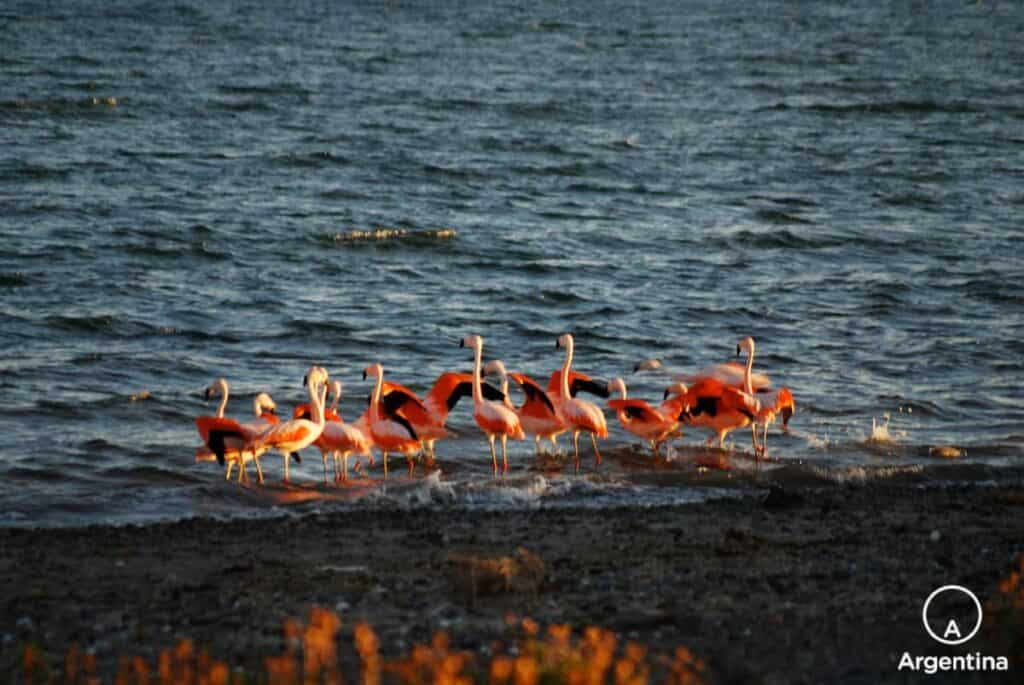 Flamencos en bahia bustamante