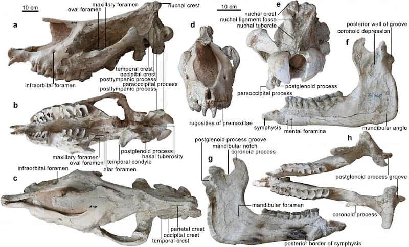 Fósiles encontrados de la nueva especie de rinoceronte