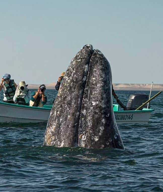 traviesa ballena