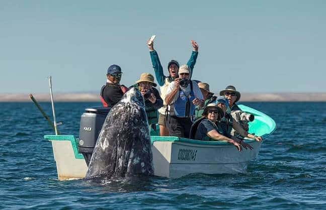 traviesa ballena