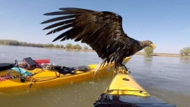 Kayakistas salvaron a unas extrañas águilas que se estaban ahogando en el río Danubio