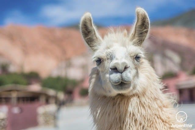 llama en las marías tilcara