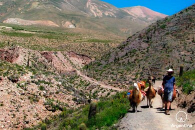 trekking con llamas