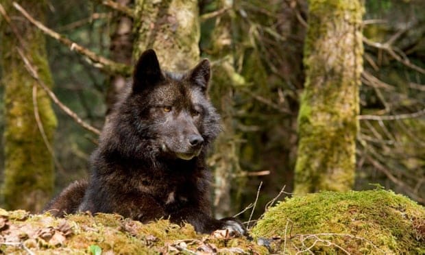 Lobo en el bosque nacional Tongass, Alaska