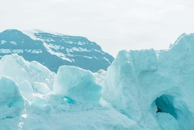 Oso polar en el Círculo Artico