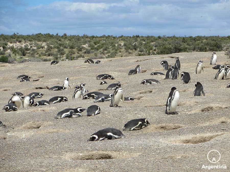 pingüinera