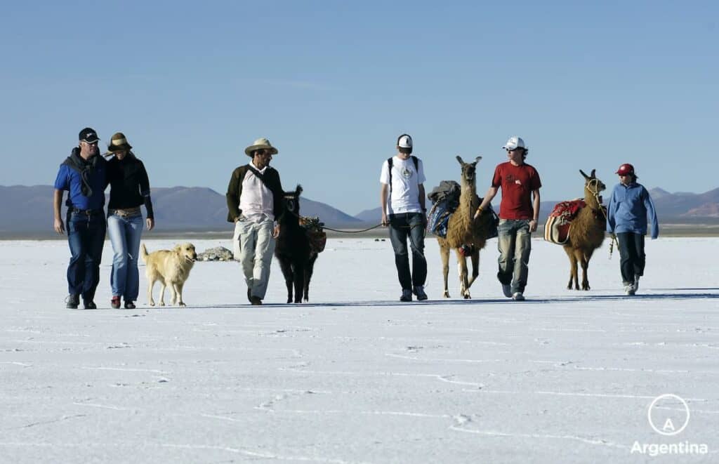 Llamas en salinas grandes