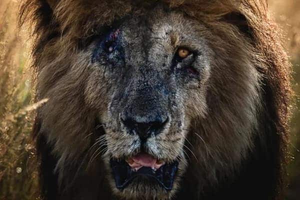 scarface Scarface, uno de los leones más famosos del mundo, falleció a los 14 años Scarface