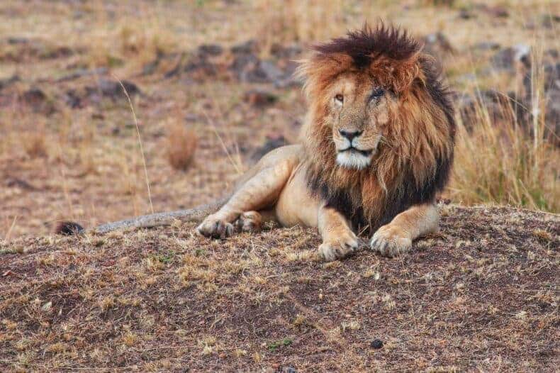 scarface Scarface, uno de los leones más famosos del mundo, falleció a los 14 años León Scarface