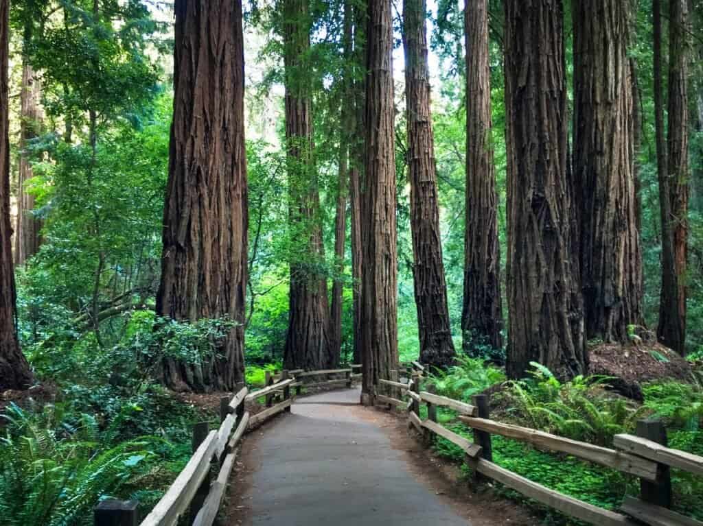 image atractivos turísticos de estados unidos the massive redwood trees