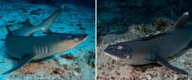 Los tiburones de arrecife de Malasia están sufriendo de una extraña enfermedad que afecta su piel