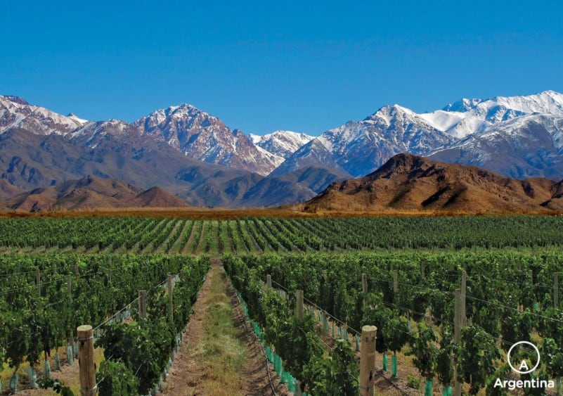 viñedos en mendoza