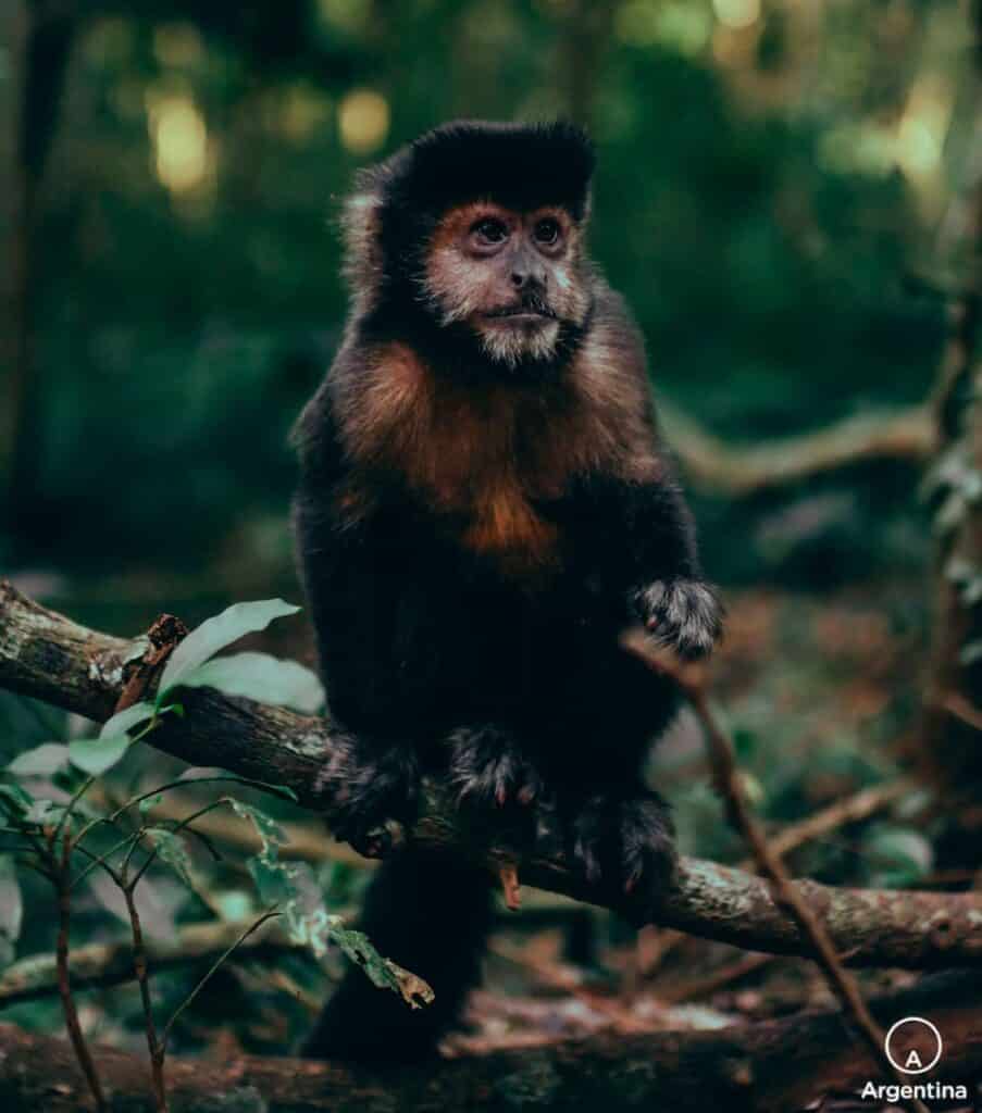 primate capuchino negro