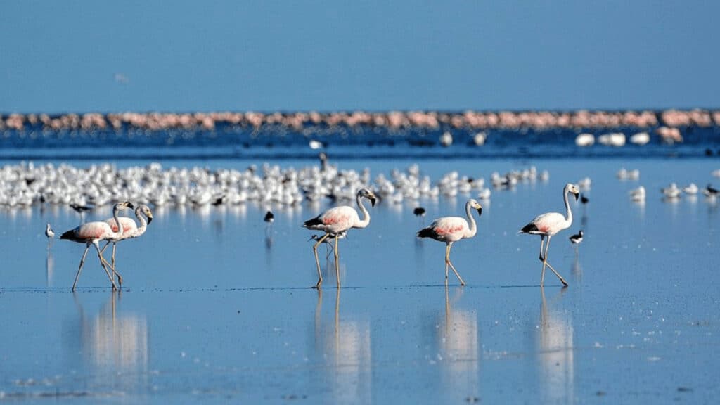 Qué hacer en el Parque Nacional Ansenuza: 5 actividades para conocer el nuevo área de preservación natural de Argentina