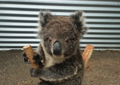 bebé koala