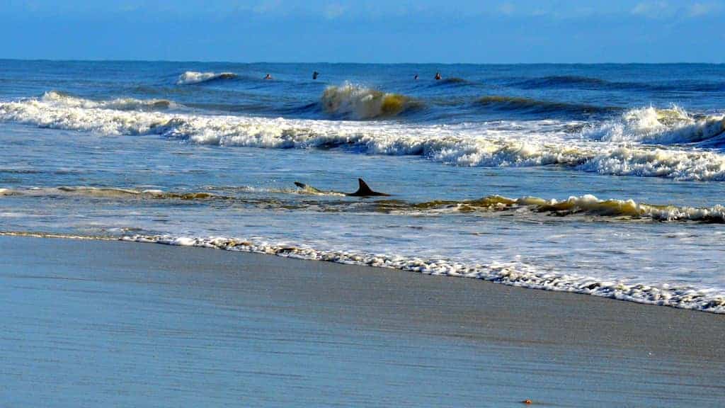 New Smyrna Beach sharks