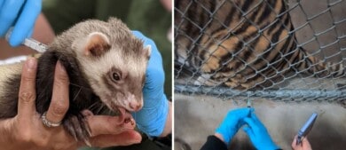 Un zoológico de California, Estados Unidos, está vacunando a sus animales contra el COVID-19