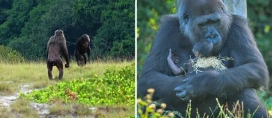 Por primera vez se observó un ataque mortal de chimpancés hacia gorilas y estudian su relación con el cambio climático