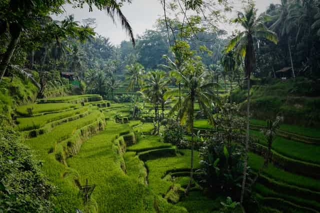 Paisaje de Bali