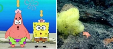 Científicos marinos encontraron versiones reales de Bob Esponja y Patricio Estrella en su exploración más reciente