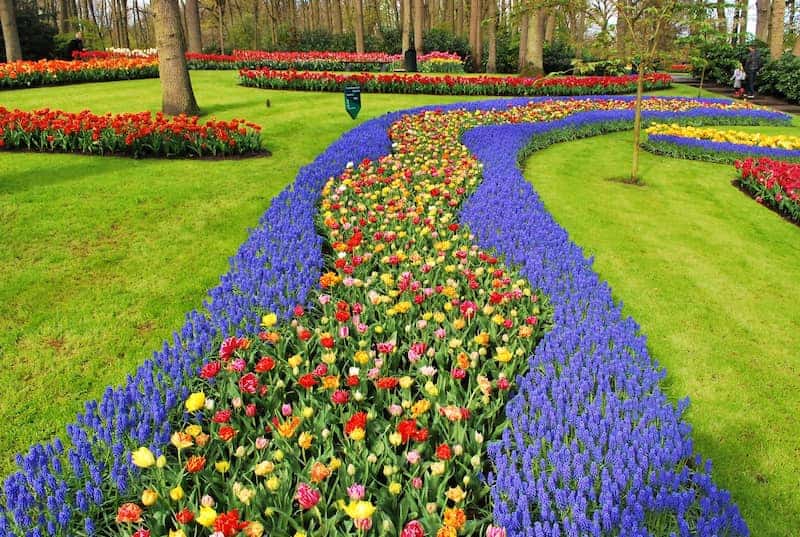 tulipanes-en-Holanda