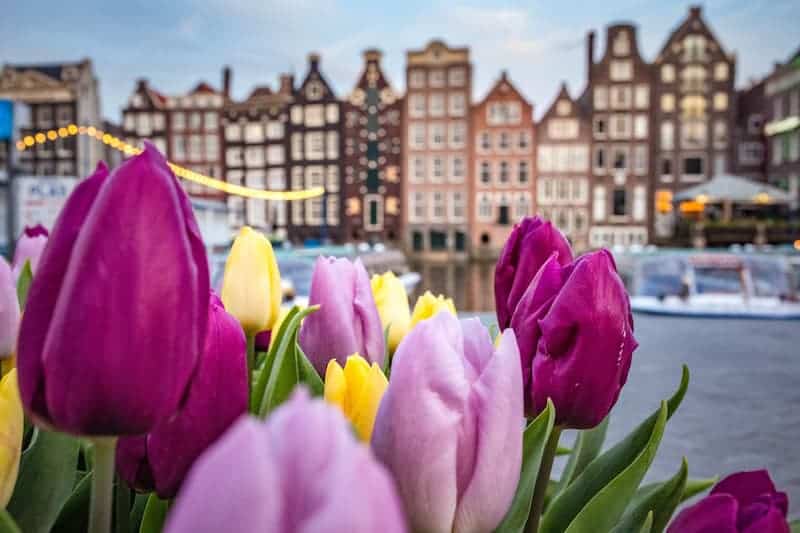 tulipanes-en-Holanda