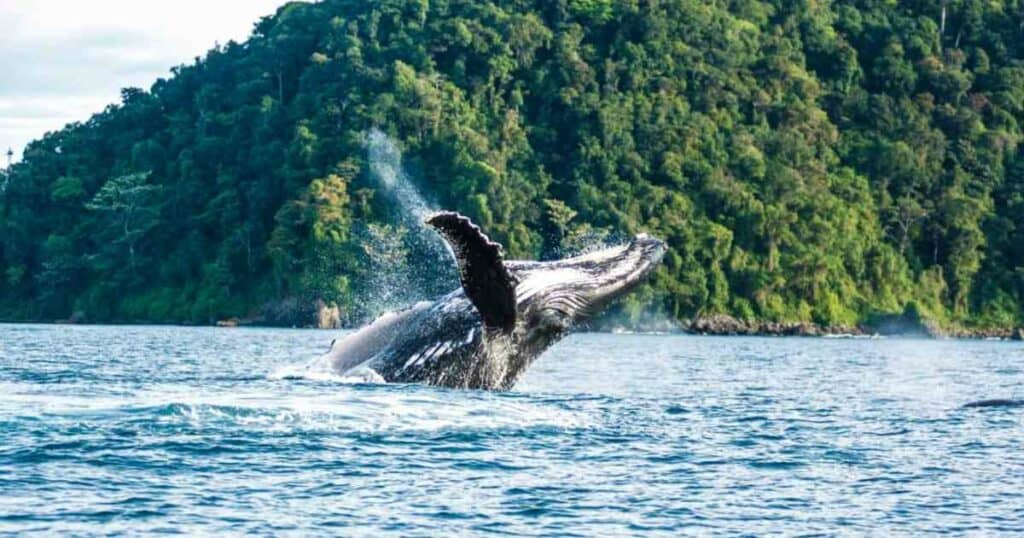 image Dónde ver ballenas donde ver ballenas en colombia avistaje