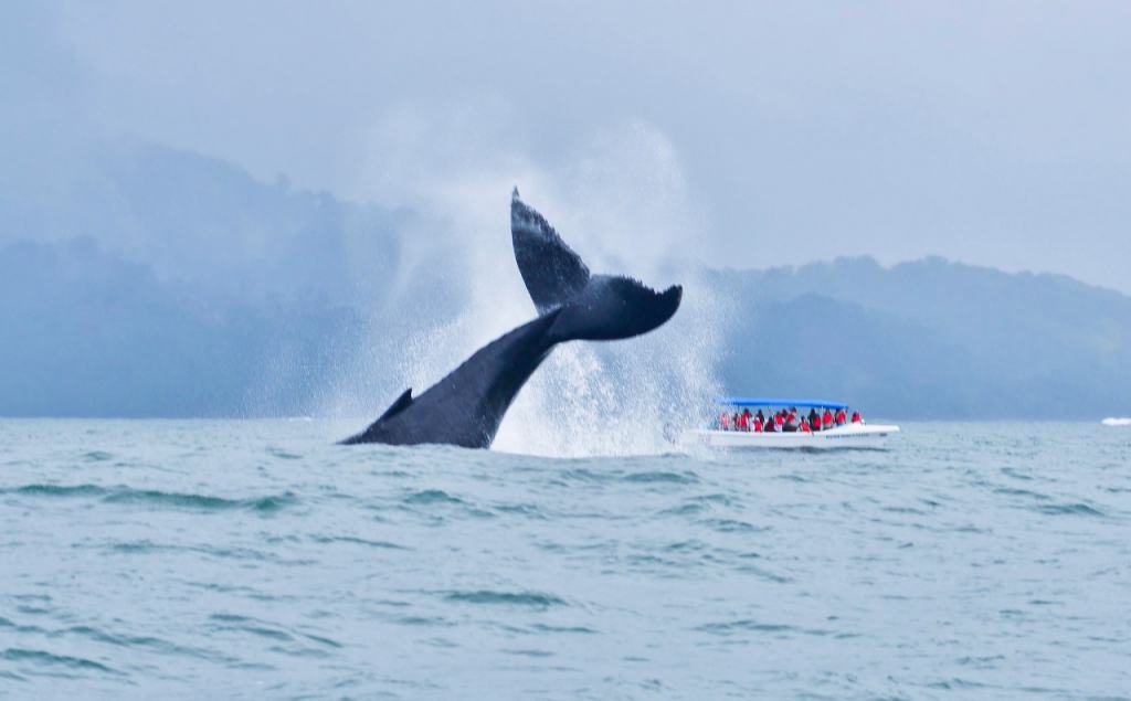 image Dónde ver ballenas donde ver ballenas en costa rica Ballena en Costa Rica