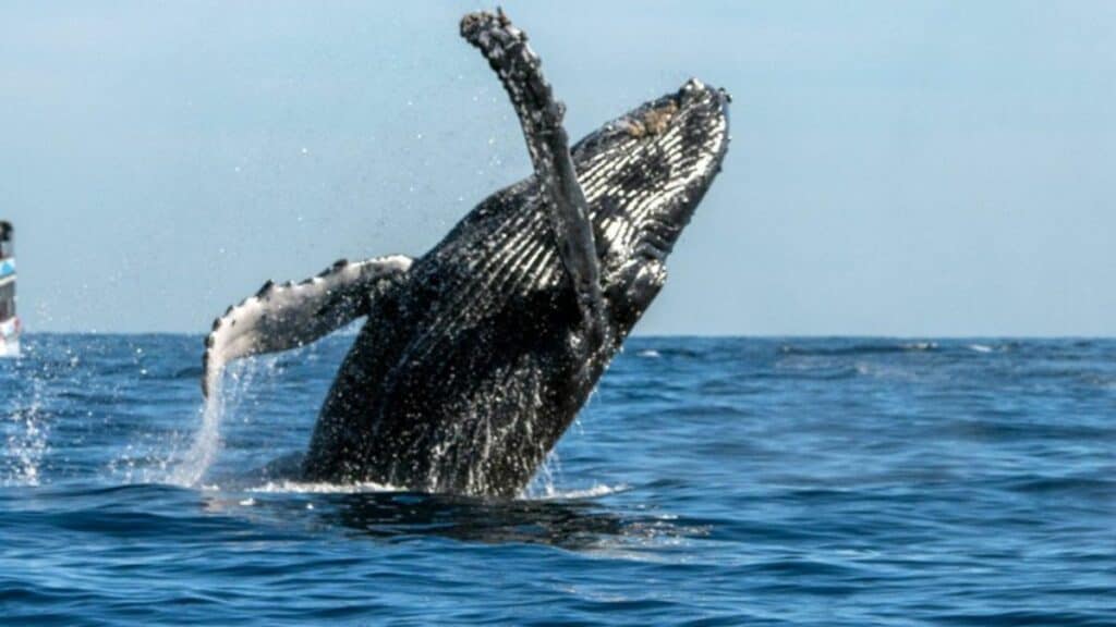 image Dónde ver ballenas donde ver ballenas en mexico ballenas grises baja california los cabos