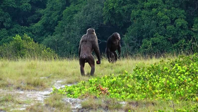 Chimpancés adultos