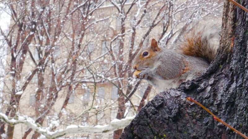 recorrer-el-Central-Park