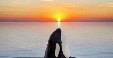 fotografa-orcas-atardecer