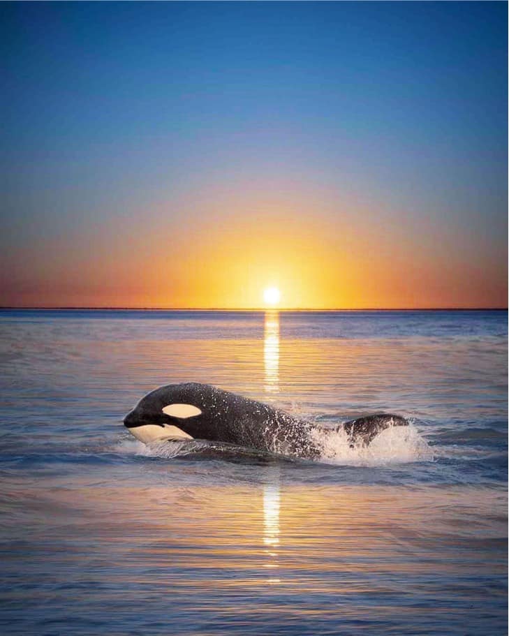 image fotografa orcas atardecer2 1