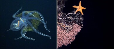 Científicos lograron fotografiar un "pulpo de cristal" en las profundadas del Océano Pacífico