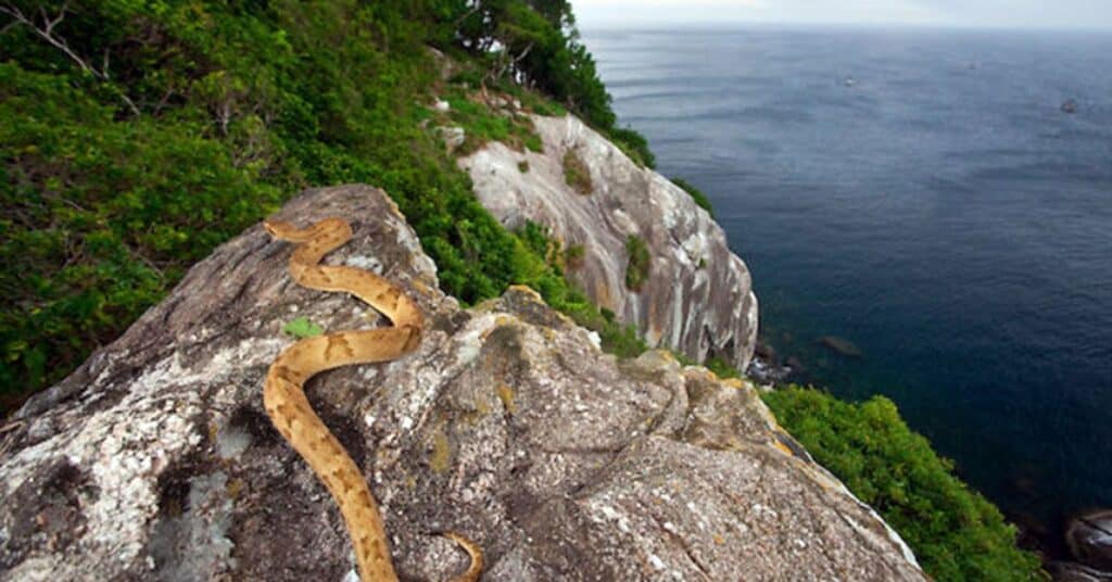 Ilha de Queimada Grande