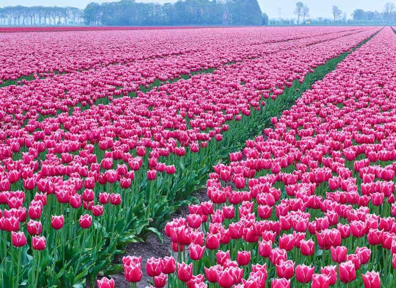 tulipanes-en-Holanda