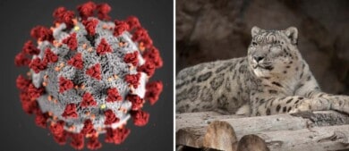 Un leopardo de las nieves de un zoológico de Estados Unidos resultó ser un caso positivo de COVID-19