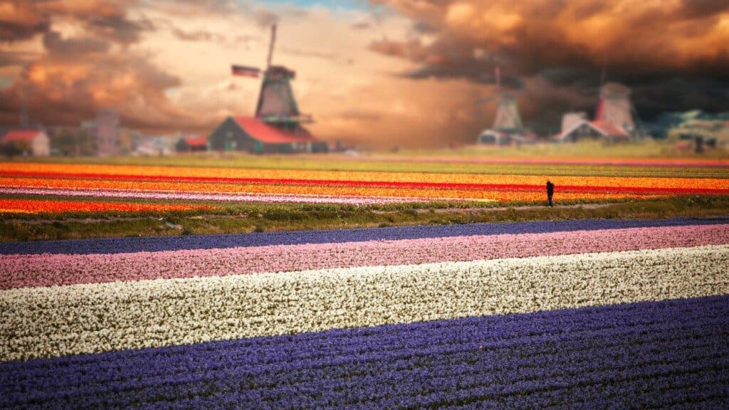 image destinos de asia para viajar en familia mejores lugares para ver tulipanes en Holanda cuando y como visitar campos de tulipanes