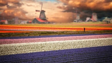 mejores-lugares-para-ver-tulipanes-en-Holanda-cuándo-y-cómo-visitar-campos-de-tulipanes