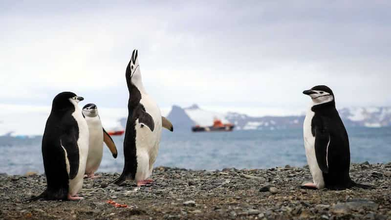 Pingüinos barbijo