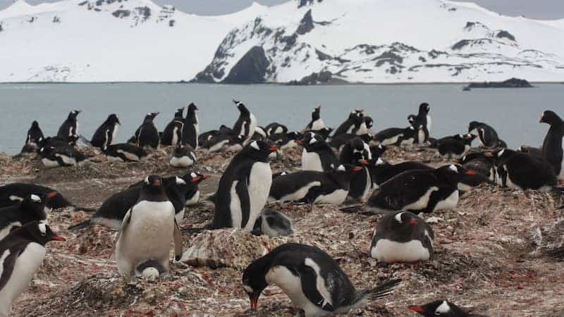 Encuentran microplásticos en pingüinos