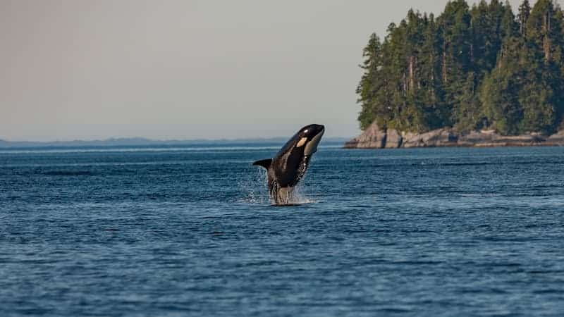 Orca saliendo del agua