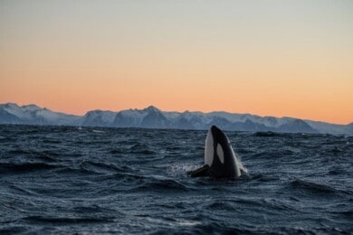 Te contamos todo sobre la orca que logró imitar sonidos de la voz humana