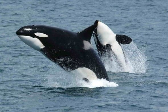 Orcas saliendo del agua