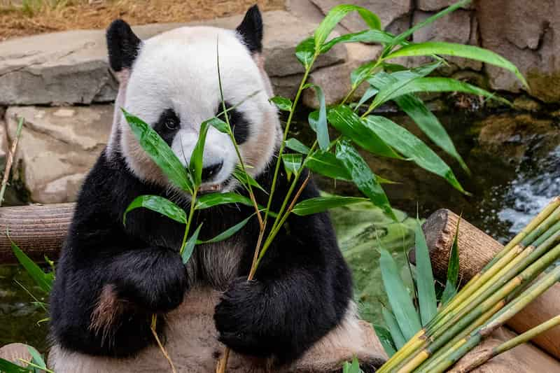 Panda gigante alimentándose