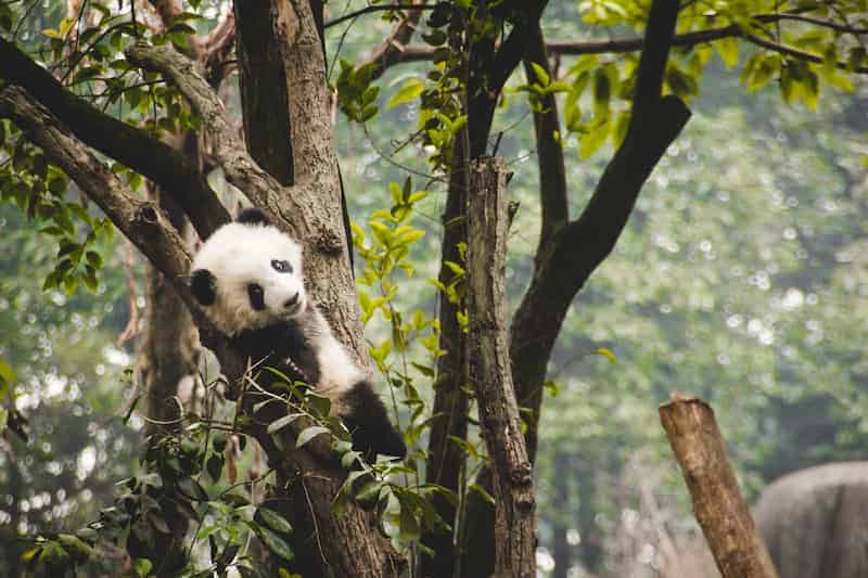 Panda gigante cachorro en un árbol