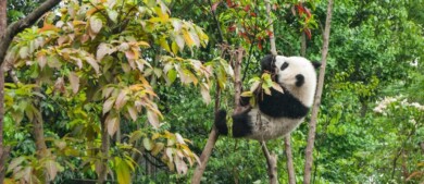 Los pandas gigantes ya no se encuentran en peligro de extinción, anunció China