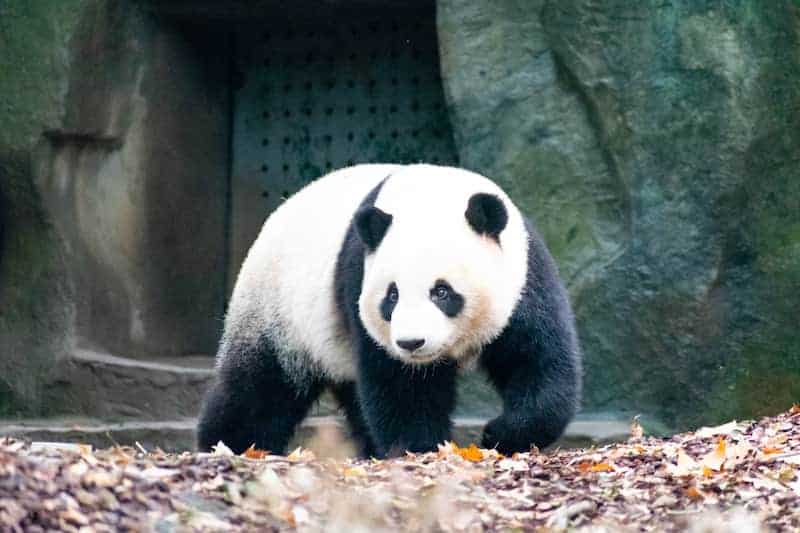 Panda Gigante