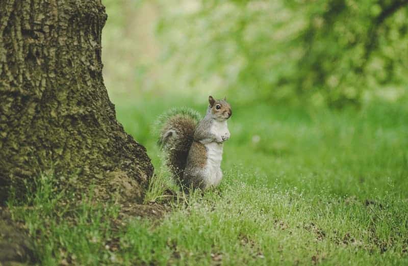 Guía definitiva para Visitar el Hyde Park, el mayor de los Parques Reales de Londres.